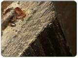 Bed Bugs Ny Hotels images