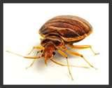 images of Bed Bugs Auckland
