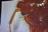 photos of Bed Bugs Entomology