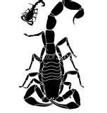 Bed Bugs Iraq images