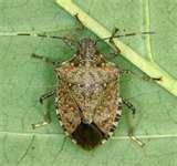 Bed Bugs Westchester County pictures