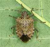 Bed Bugs Westchester County pictures