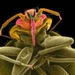 Bed Bugs Westchester County images