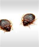 Bed Bugs Westchester County