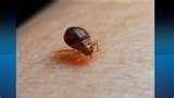 Bed Bugs Abc News images