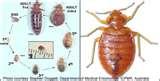 Bed Bugs Nymph photos