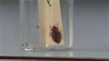images of Bed Bugs Abc News