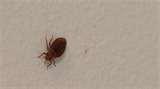 Bed Bugs Ctv images
