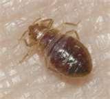 photos of Bed Bugs Nymph