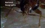 photos of Bed Bugs Abc News