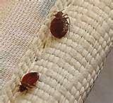 New York Bed Bugs Epidemic