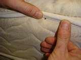 images of Bed Bugs Ctv