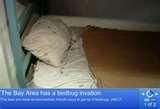Bed Bugs Abc News pictures