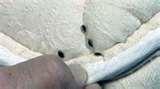 Bed Bugs Ctv images