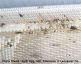 Bed Bugs Nymph photos