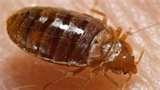New York Bed Bugs Epidemic images
