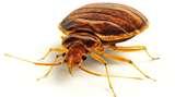 pictures of Bed Bugs Ctv