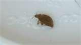 photos of Bed Bugs Ctv