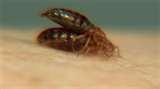 photos of Bed Bugs Abc News