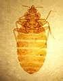 Bed Bugs Nymph pictures