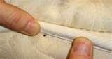 photos of Bed Bugs Africa