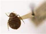 Bed Bugs Africa