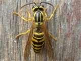 Bed Bugs Leather Jacket images