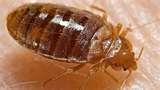 Bed Bugs Africa images
