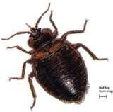 images of Bed Bugs Africa