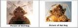 Bed Bugs Keep Away images