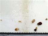 Bed Bugs Africa photos