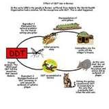 images of Bed Bugs Africa