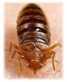 images of Bed Bugs Africa