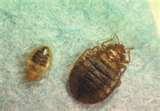 Bed Bugs Keep Away
