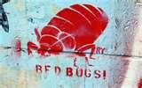 Bed Bugs Epidemic 2010 images