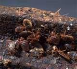Bed Bugs Epidemic 2010 photos