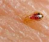 photos of Bed Bugs Epidemic 2010