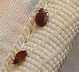 photos of Bed Bugs Epidemic 2010