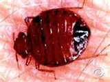 photos of Bed Bugs Epidemic 2010
