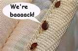 images of Bed Bugs Epidemic 2010