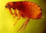 Bed Bugs Knees pictures