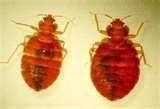 pictures of Bed Bugs Abercrombie  Fitch