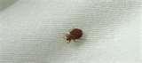 Bed Bugs Ksl photos