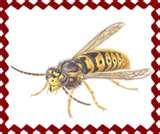 Bed Bugs 91 Alcohol pictures