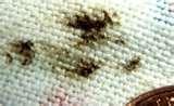 Bed Bugs Odor Smell images