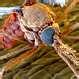 photos of Bed Bugs Impetigo