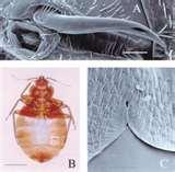 photos of Bed Bugs 08