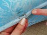 Bed Bugs Odor Smell pictures