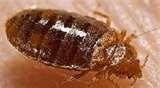 pictures of Bed Bugs Kcda