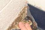 Bed Bugs Just Born